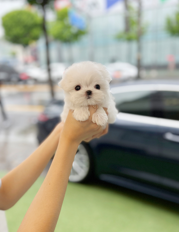 강아지 썸네일