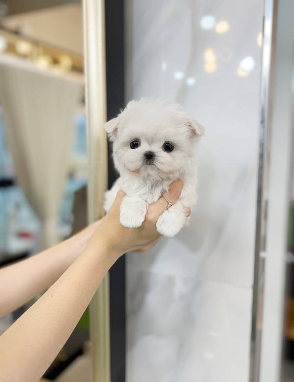 강아지 썸네일